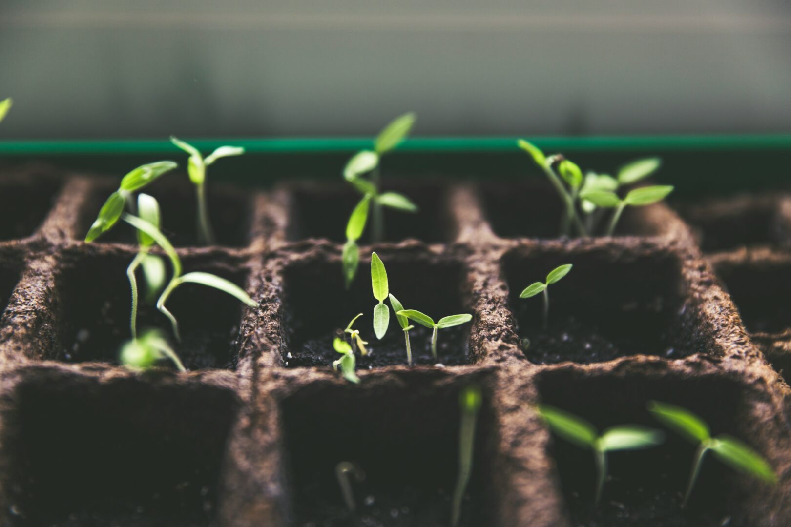 jeunes plans suite à germination